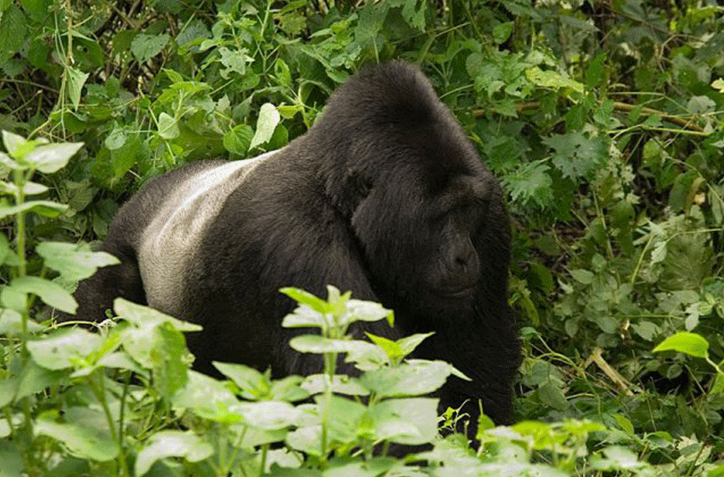 Silverback Leadership and Conflicts 2 Silverback Leadership and Conflicts