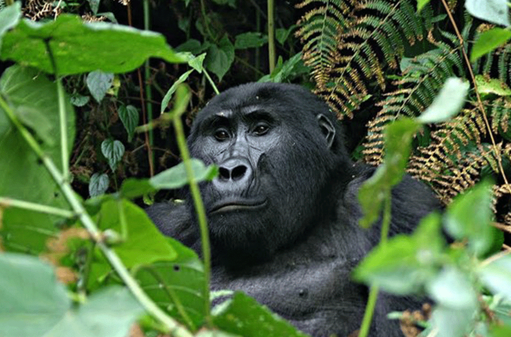 3 Day Gorilla and Bunyonyi Tour from Entebbe 2 3 day Gorilla and L. Bunyonyi tour from Entebbe