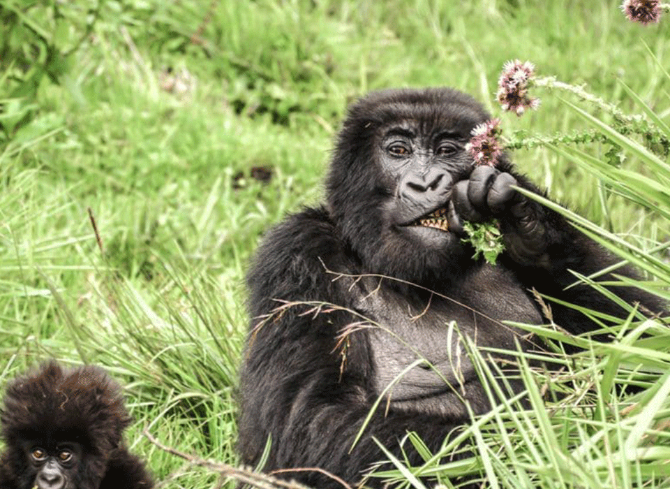 Best Short Rwanda Safaris 14 Best Short Rwanda Safaris
