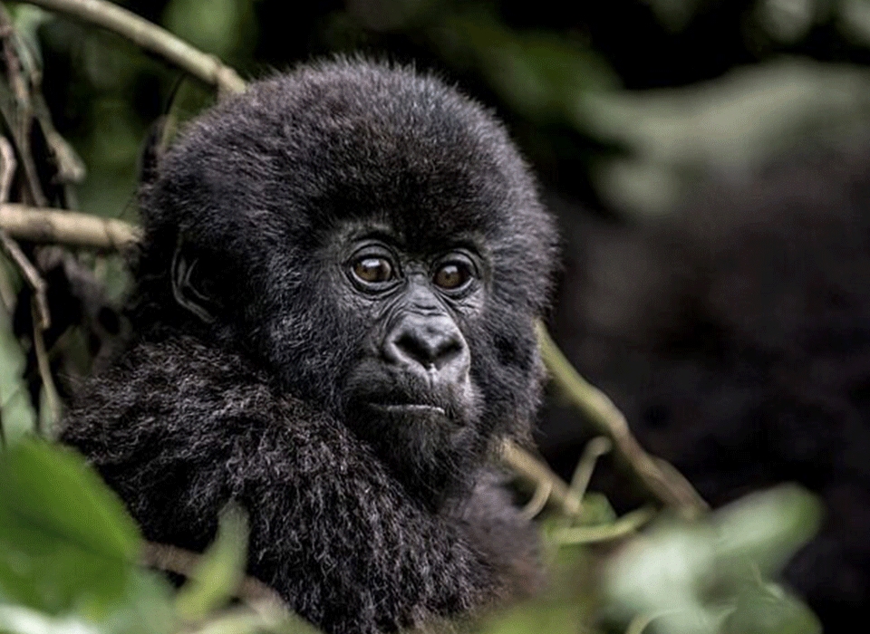 Combining Iby'Iwachu Cultural Village with Gorilla Trekking 14 Combining Iby'Iwachu Cultural Village with Gorilla Trekking