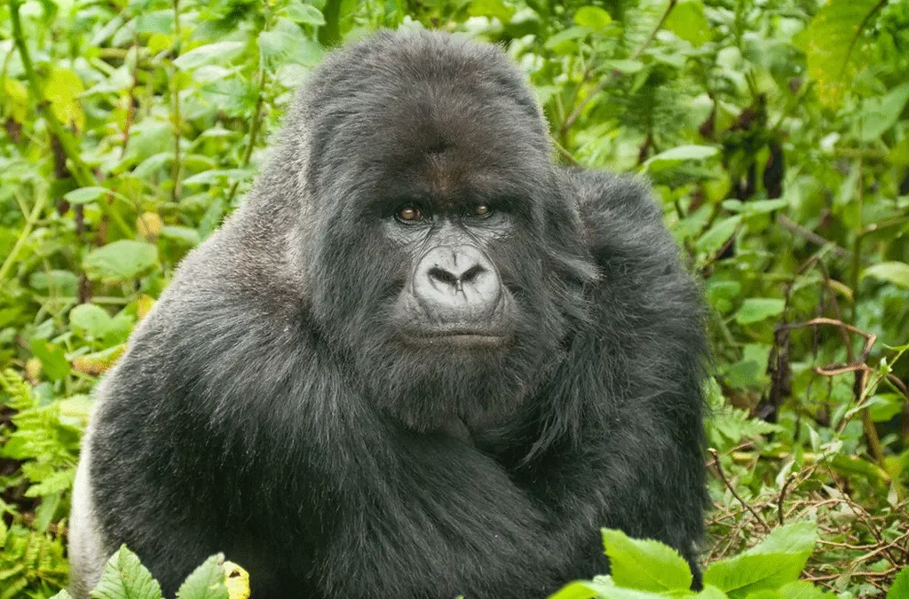 Gorilla Trekking With Safari Vacations and Travel Services