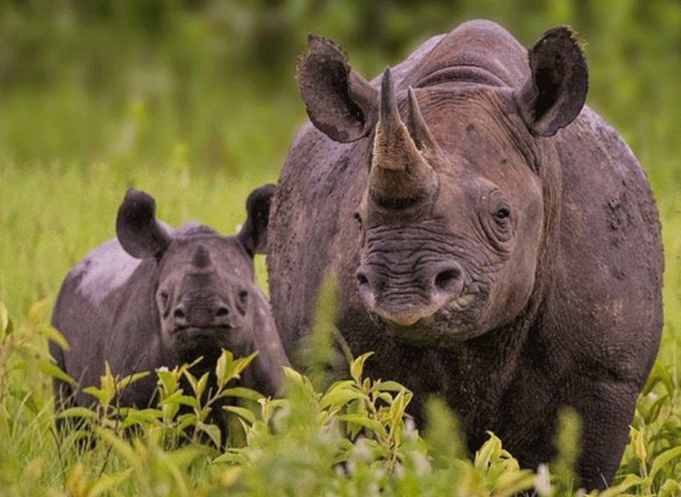 Animals to look out for in Akagera National Park
