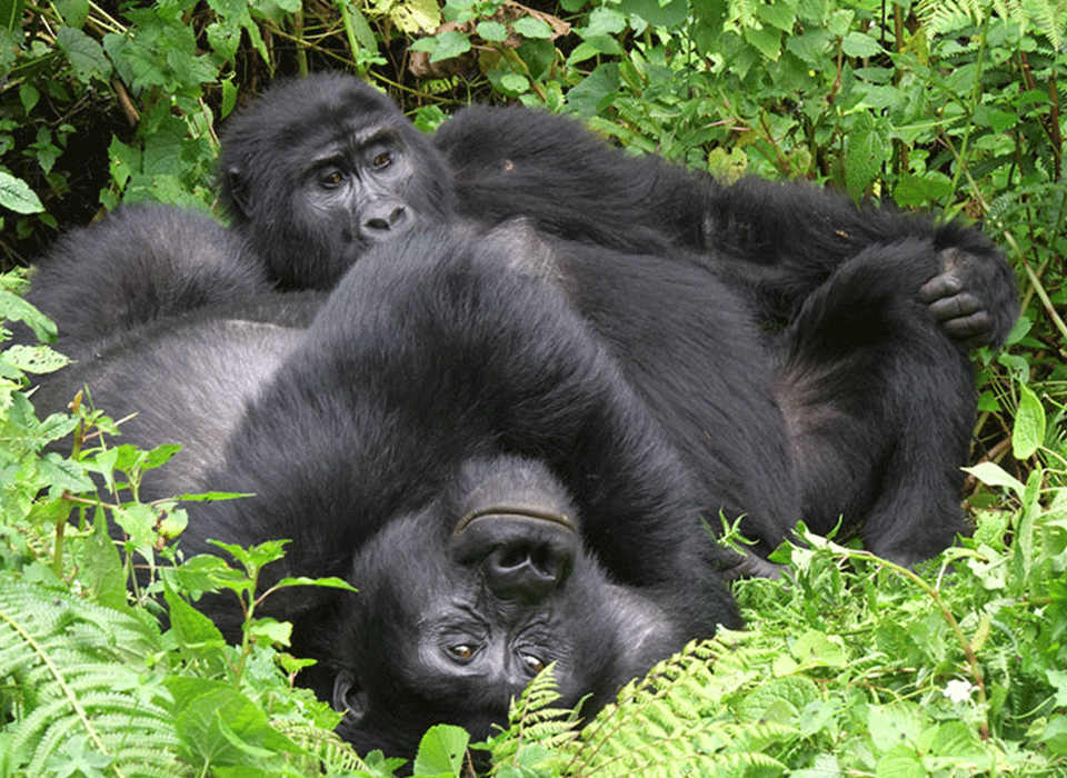 Top Holidays Safari in Western Uganda 12 Double Gorilla Trekking