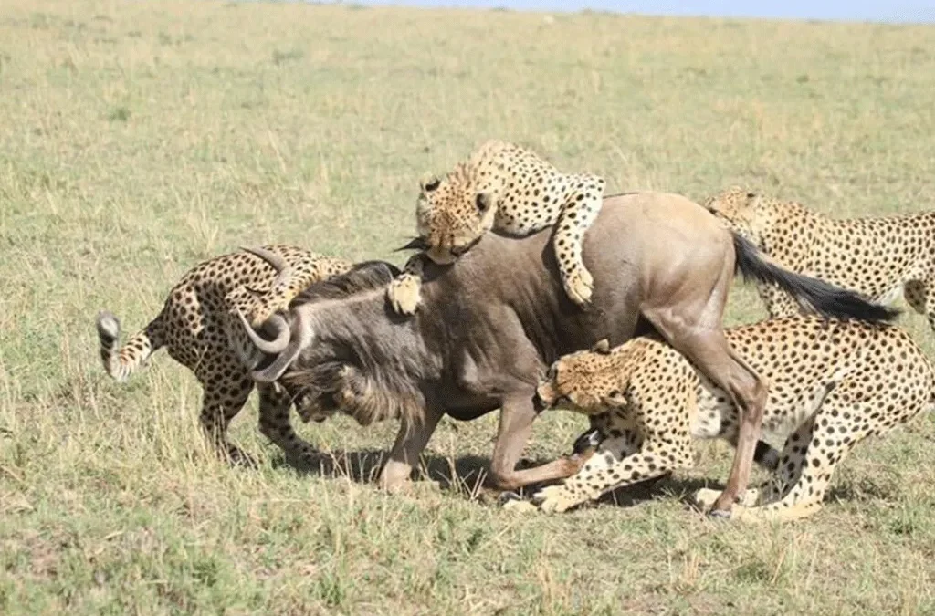 East Africa 4-Country Safari Packages