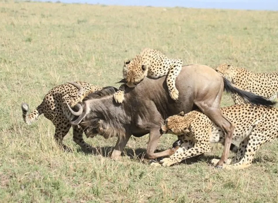 East Africa 4-Country Safari Packages 4 East Africa 4-Country Safari Packages