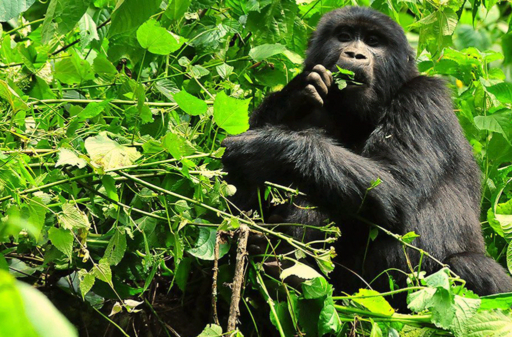 Booking Gorilla Safari in Peak Season