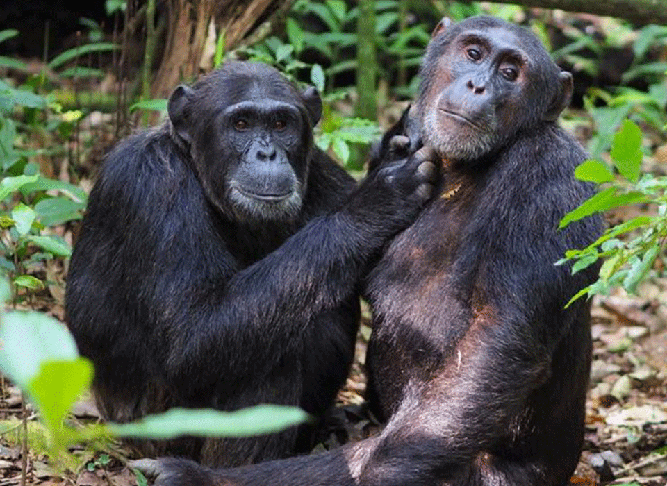 Chimpanzee Trekking with Birding in Bigodi Wetland Sanctuary