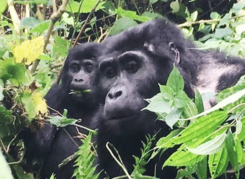 Gorilla Habituation Safari Starting from Entebbe
