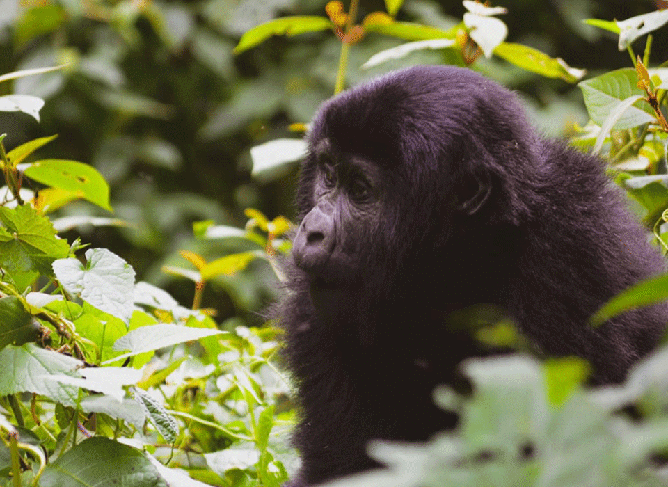 How to Tour Uganda on a Budget 12 How to Tour Uganda on a Budget