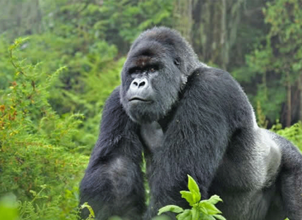 Mgahinga Safari Beyond Gorillas 14 Mgahinga Safari Beyond Gorillas