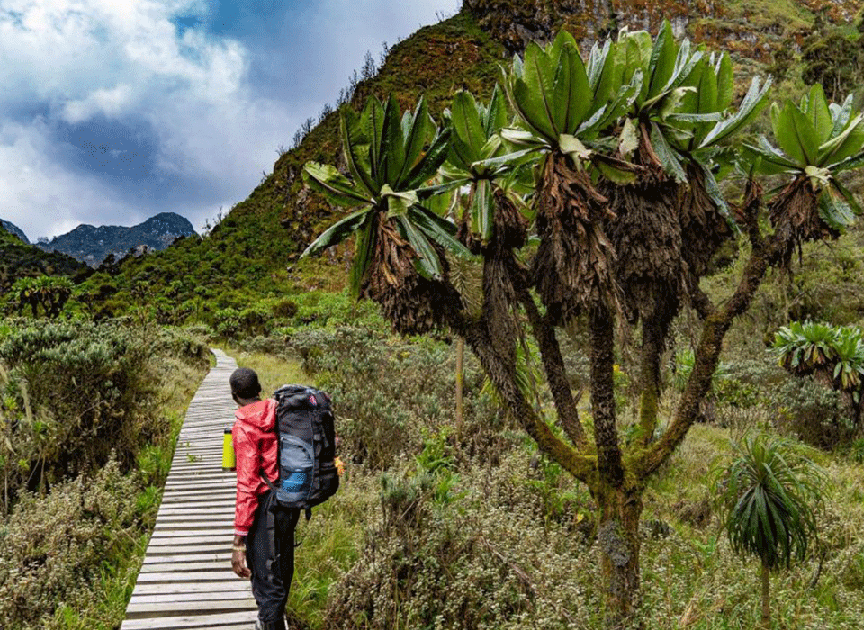 Mount Rwenzori National Park Adventures 12 Mount Rwenzori National Park Adventures