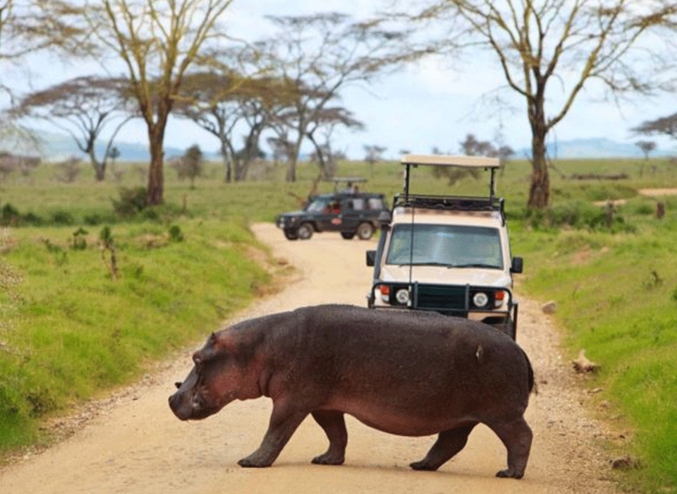 Rwanda Tanzania Express Safari 24 Serengeti Safari Holidays