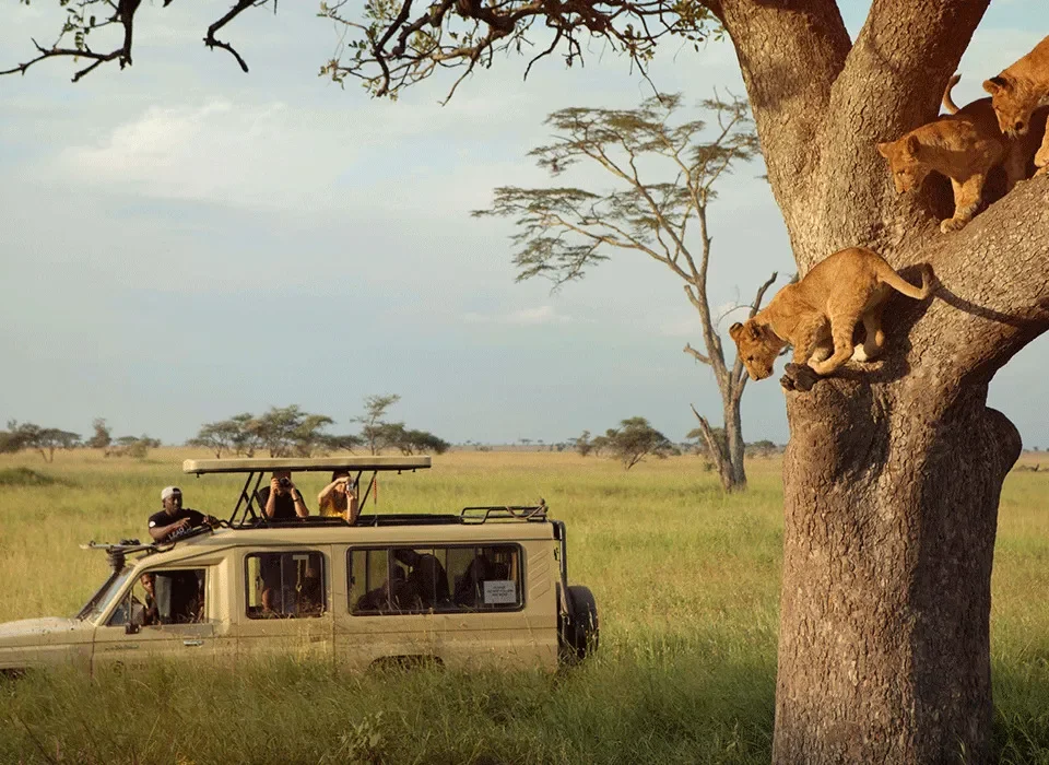 Combining Serengeti and Masai Mara