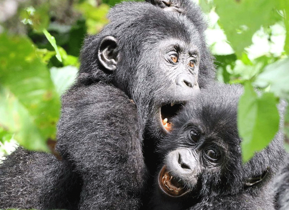Top Gorilla Destinations in Africa