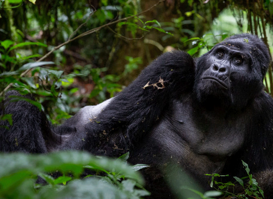 Top Places to Film Primates in Uganda