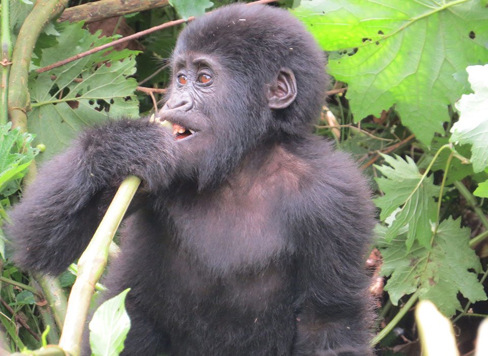 Uganda Gorilla Trekking Safari 12 Uganda Gorilla Trekking Safari