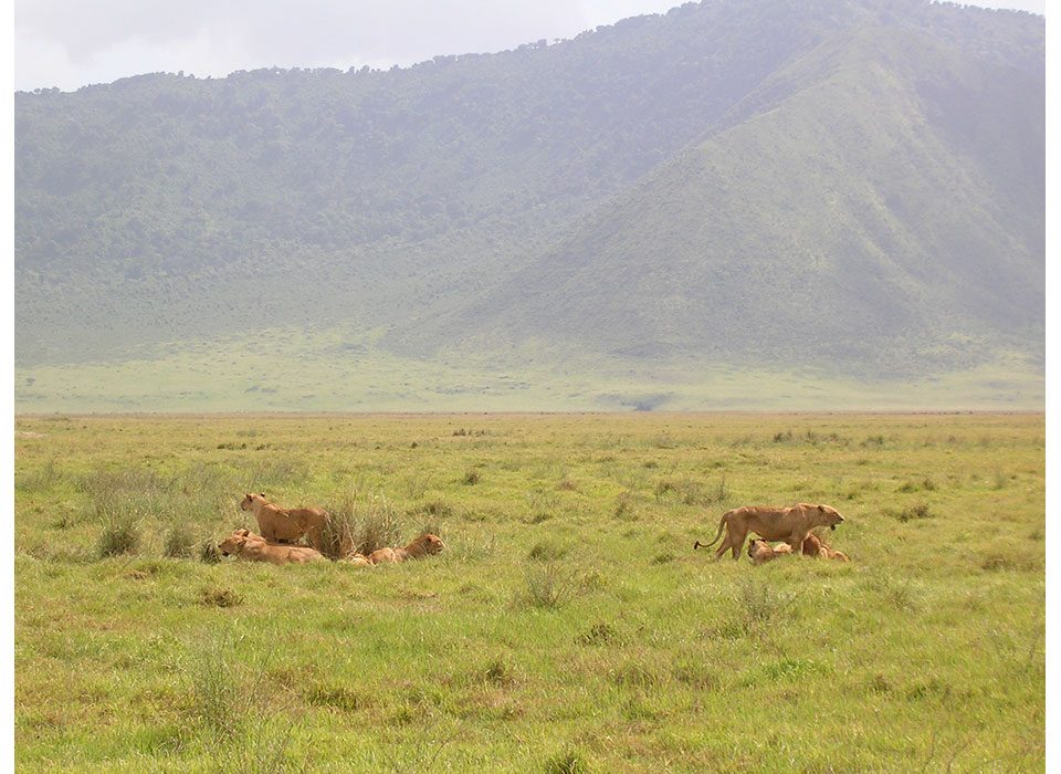 Uganda Tanzania safari experience