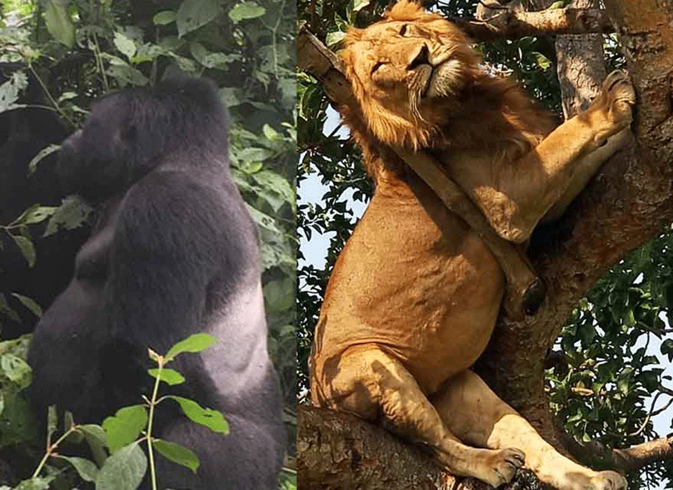 Why Uganda Wins on Diverse Safari Experience 8 Why Uganda Wins on Diverse Safari Experience