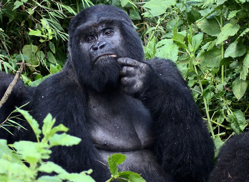 budget gorilla trekking uganda