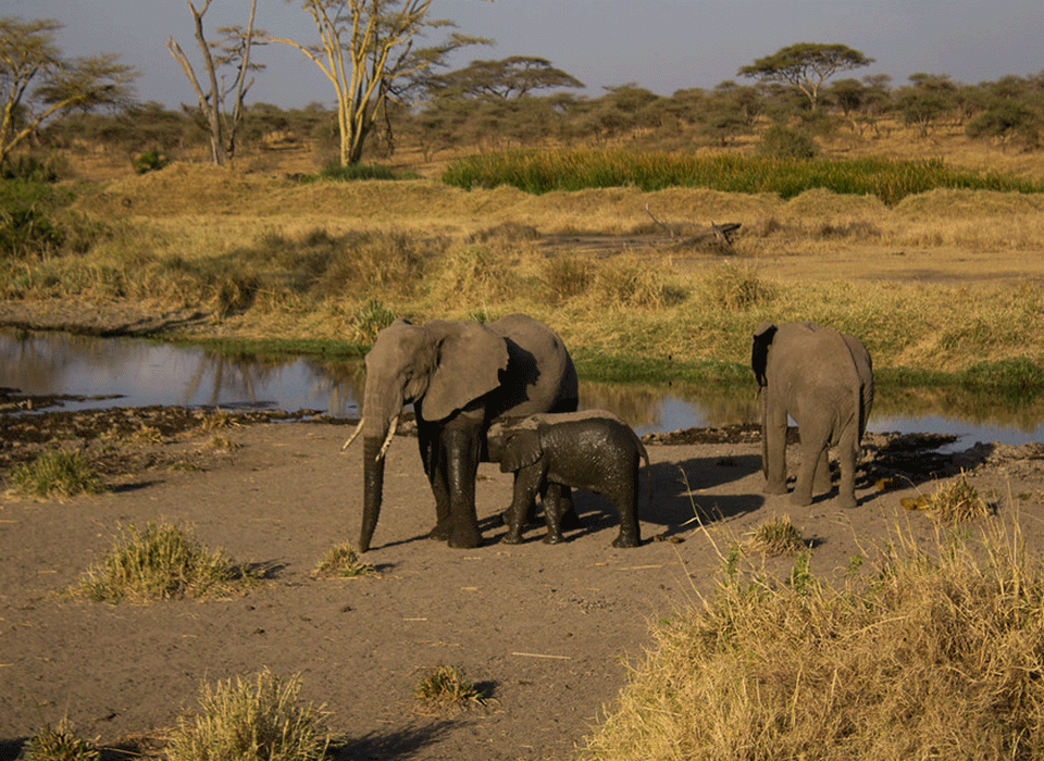 8 Day Best of Tanzania Safari
