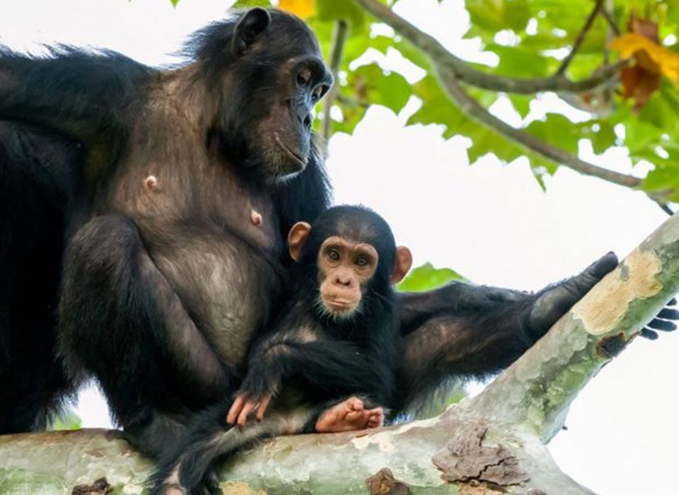 Chimpanzee Trekking Safaris