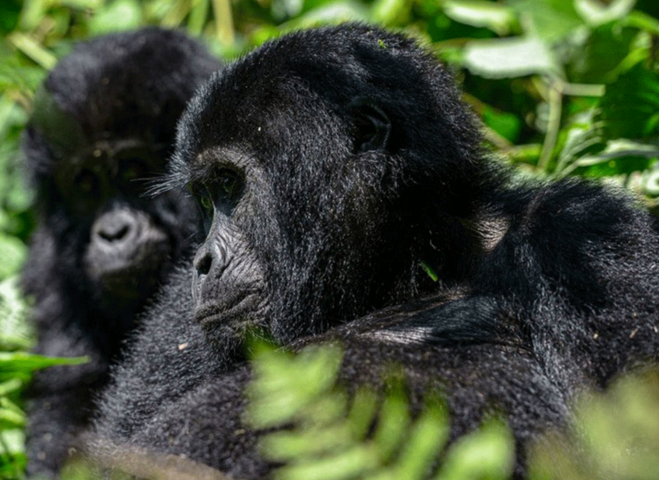 10 Days highlight of Rwanda 26 10 DWhich Month Offers the Best Game Viewing in Rwandaays Rwanda Safari