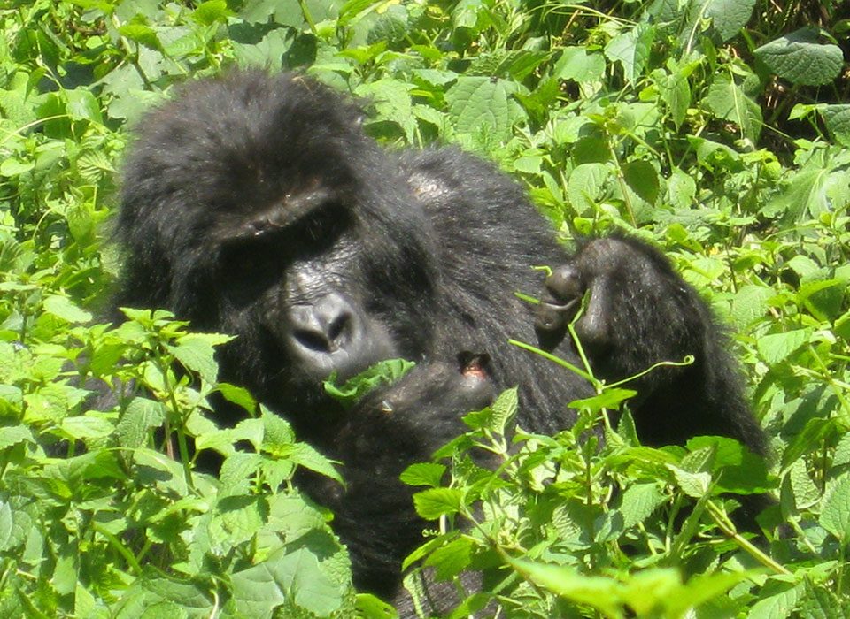 Gorilla Trekking After Tour Du Rwanda 2026