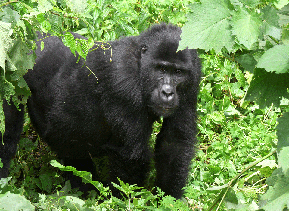 Comparing Bwindi and Mgahinga Gorilla Trekking Experiences 14 Comparing Bwindi and Mgahinga Gorilla Trekking Experiences