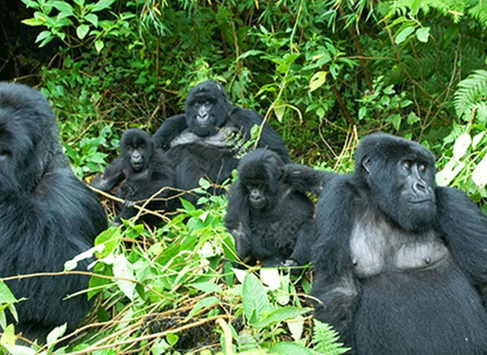 Discounted Low-Season Permits For Primate Trekking in Uganda 6 Discounted Low-season Permits