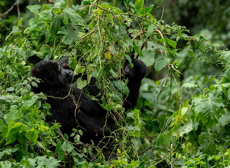 Low-Season Gorilla and Chimpanzee Permit Discounts in Uganda 14 Low-Season gorilla trekking