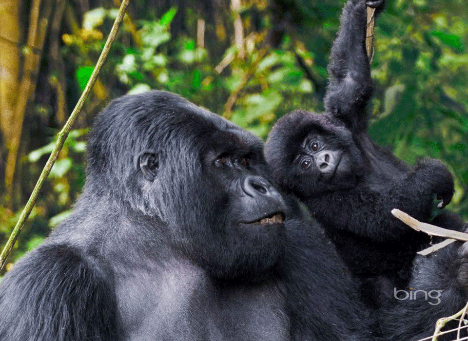 Is Uganda a Good Idea for a Primate Safari? 10 Is uganda a good idea for primate safari?