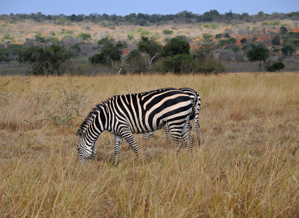 Rwanda's Savannah Park 20 Rwanda's Savannah Park .