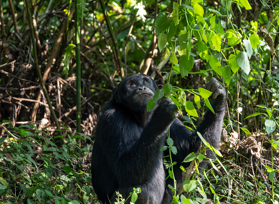 Why Most Visitors Prefer Kibale Over Nyungwe 4 Why Most Visitors Prefer Kibale Over Nyungwe