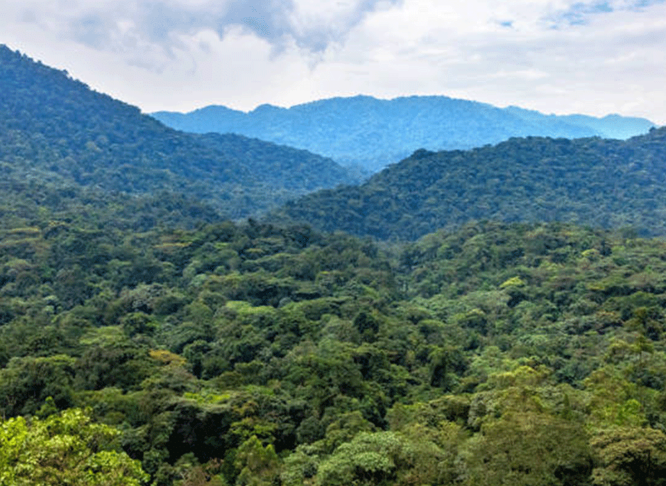 Bwindi Terrain Kibale Humidity Intensity 12 Bwindi vs Kibale trekking difficulty