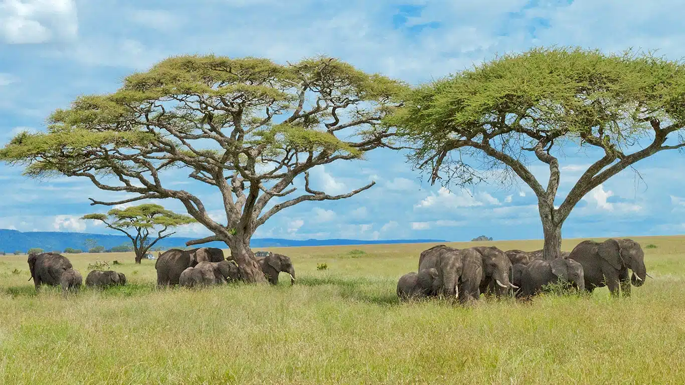 How to Plan Your First Visit to Serengeti National Park? 9 Central Serengeti safari accommodation and wildlife area