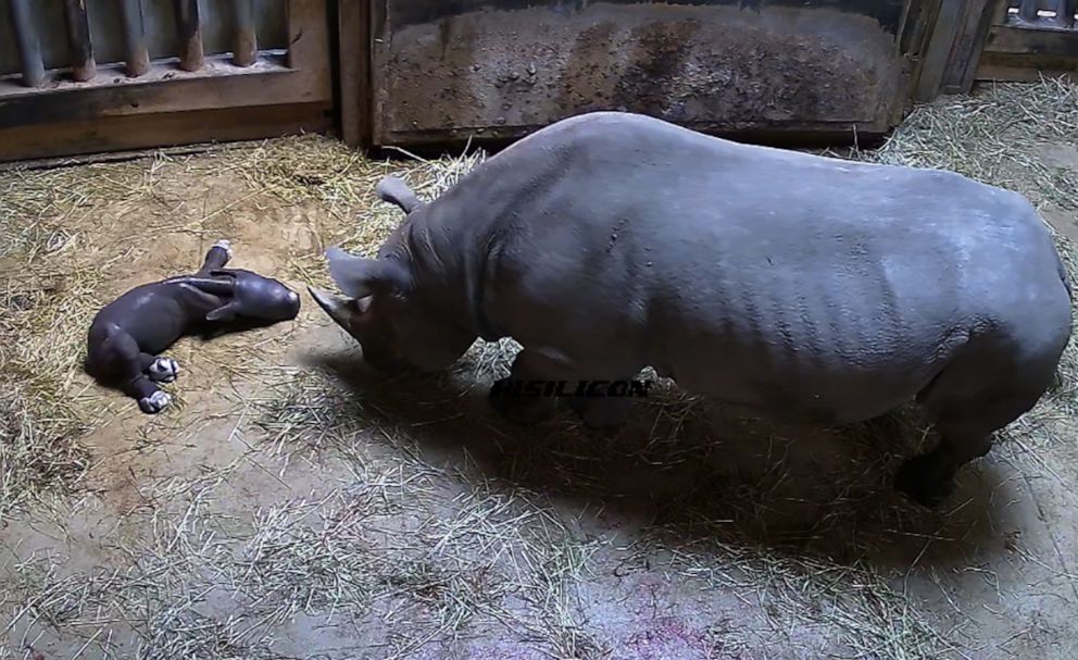 Wildlife Conservation Success in Akagera National Park 7 Black rhino calf representing rhino conservation in Akagera National Park