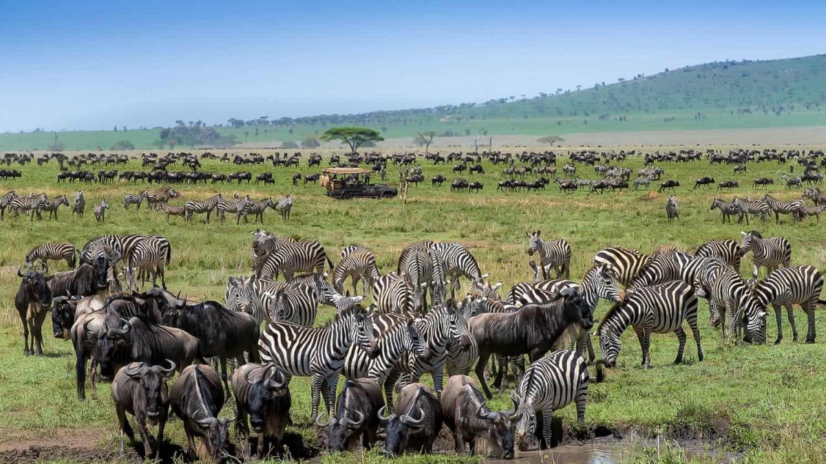 Epic Serengeti Safari Planning