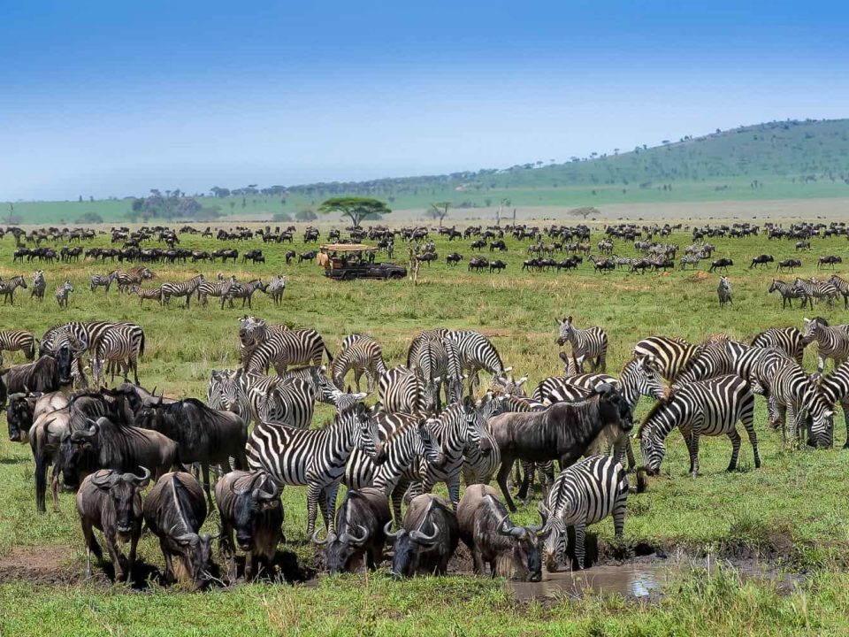 Epic Serengeti Safari Planning