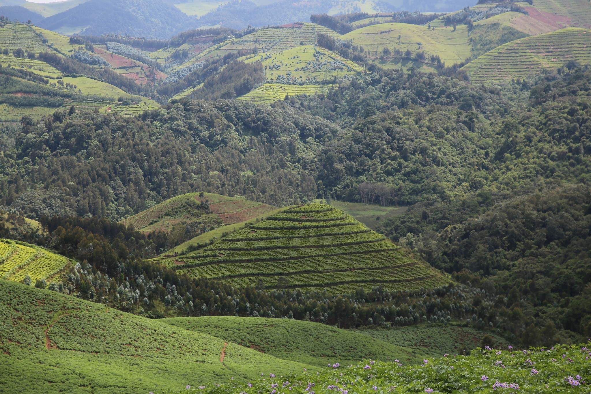 What Are the Top Attractions in Rwanda? 13 Gishwati Mukura National Park rainforest Rwanda