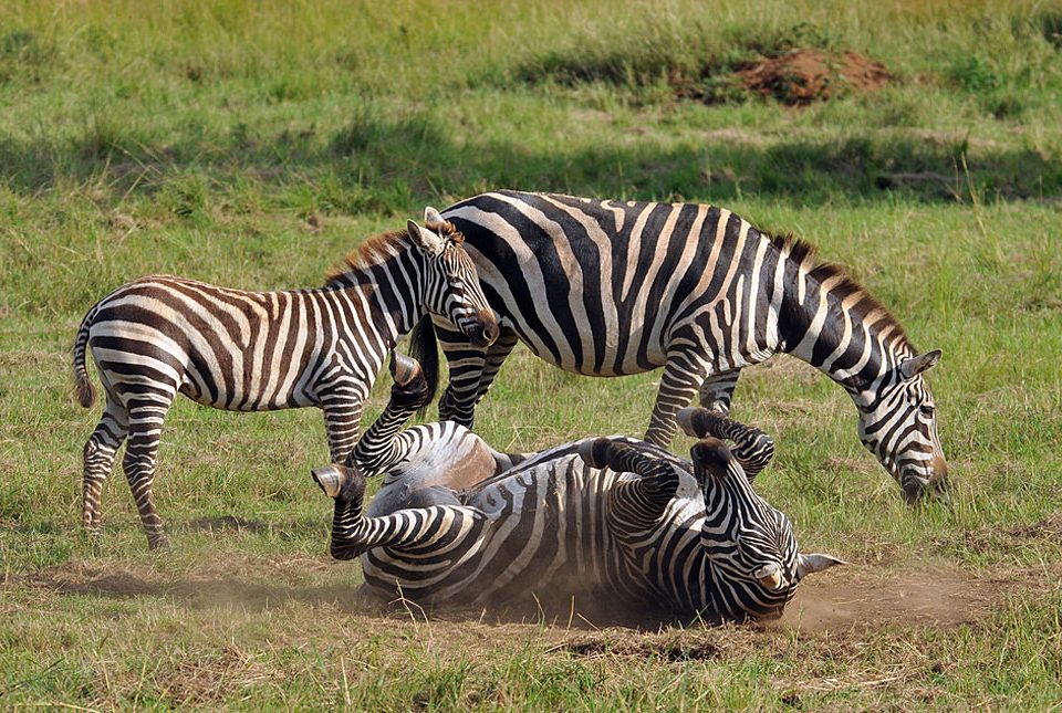 What makes Kidepo Valley unique