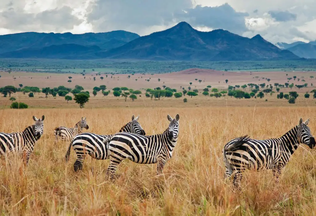 What Makes Kidepo Valley Unique From Other Parks? 3 Remote road crossing Kidepo Valley National Park Uganda