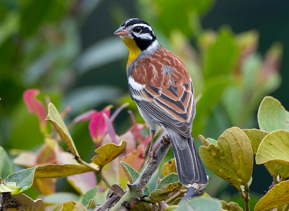 Birding Locations in Bwindi