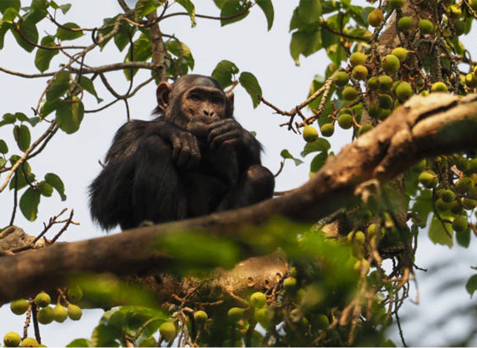 Recognizing Chimpanzee Calls Before Sight 8 Recognizing Chimpanzee Calls Before Sight