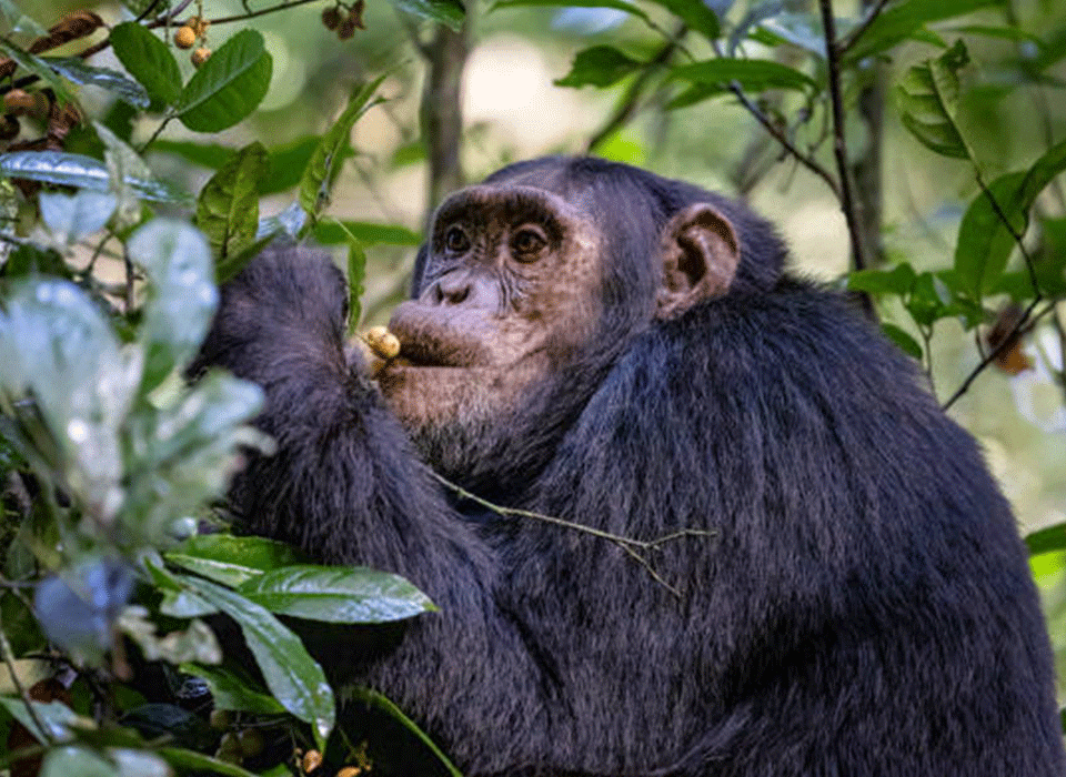Solo vs Group Chimpanzee Trekking
