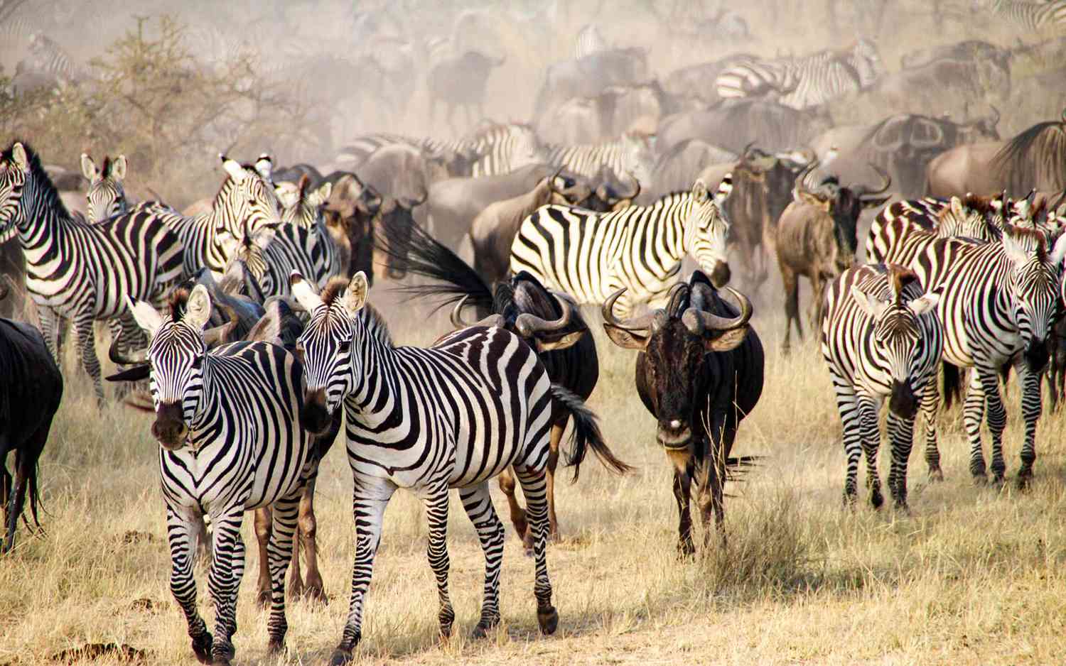 How to Plan Your First Visit to Serengeti National Park? 5 Great Migration Serengeti safari Tanzania