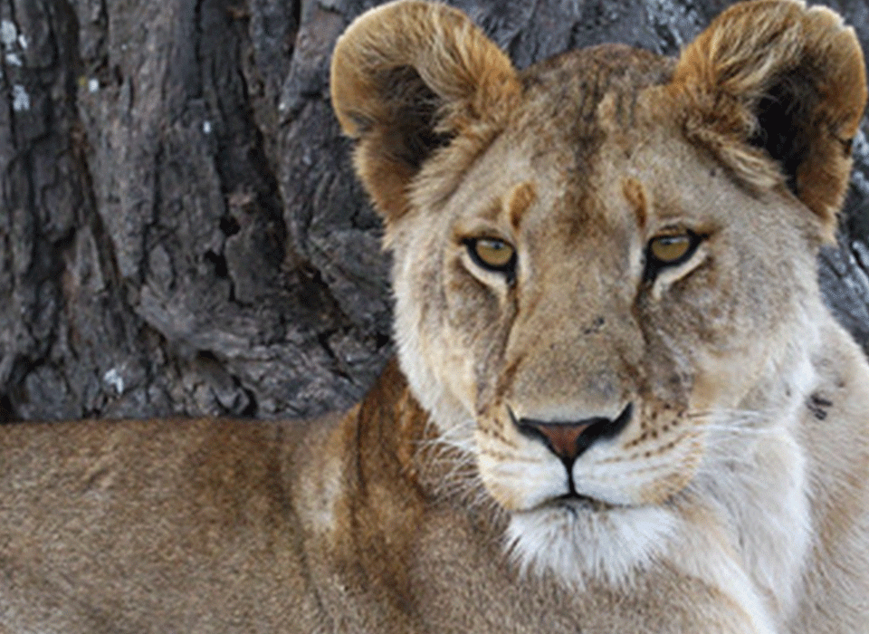 Top destinations for spotting big cats in Tanzania 8 Big Cats in Tanzania