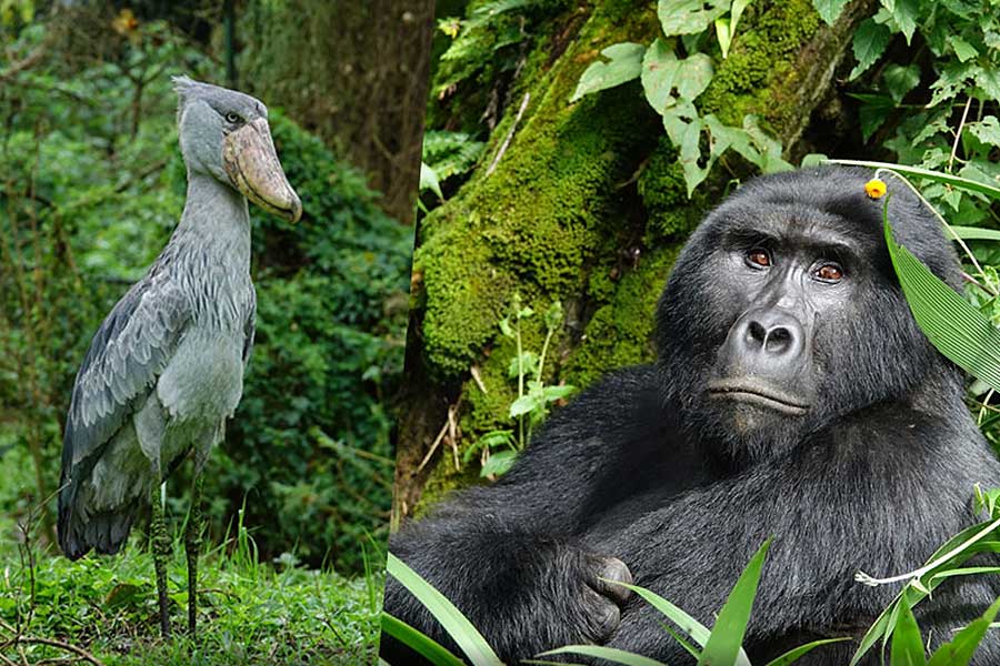10 Days Birding Uganda and Gorilla Safari 6 Birding Uganda and Gorilla Safari
