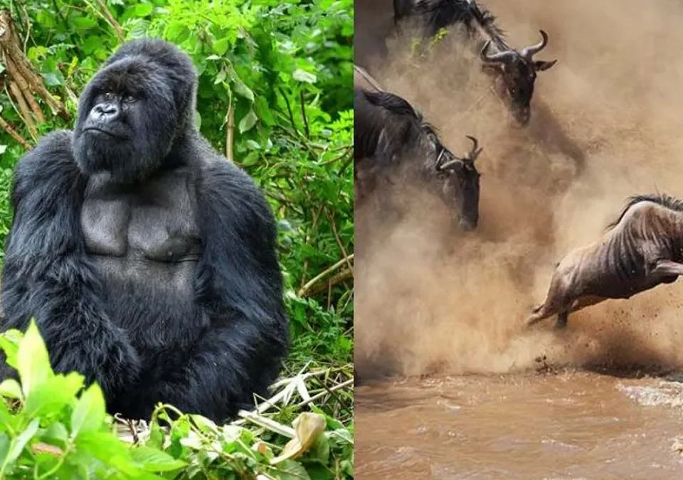 Uganda gorilla and Serengeti safari