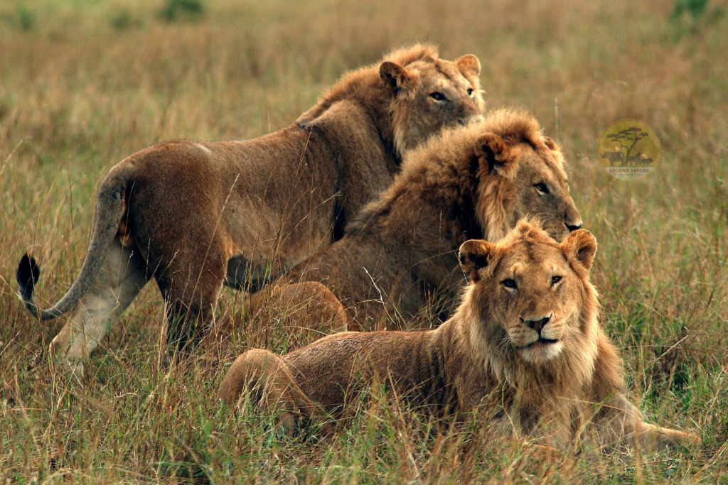 Wildlife game viewing in Serengeti National Park Tanzania