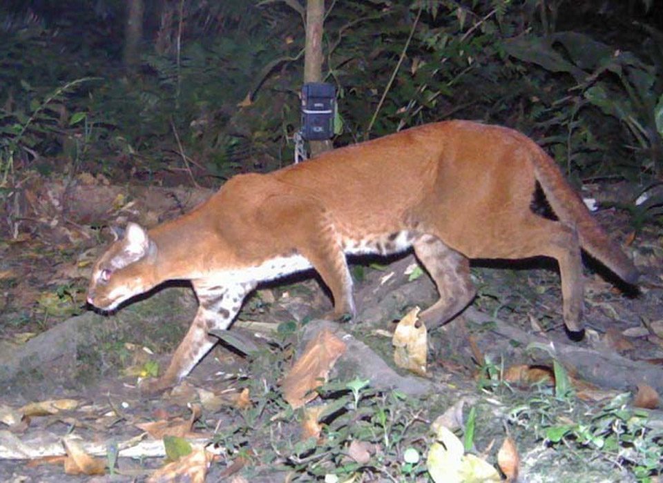 New Frontier of Wildlife Tracking Experiences in Uganda 8 New Frontier of Wildlife Tracking